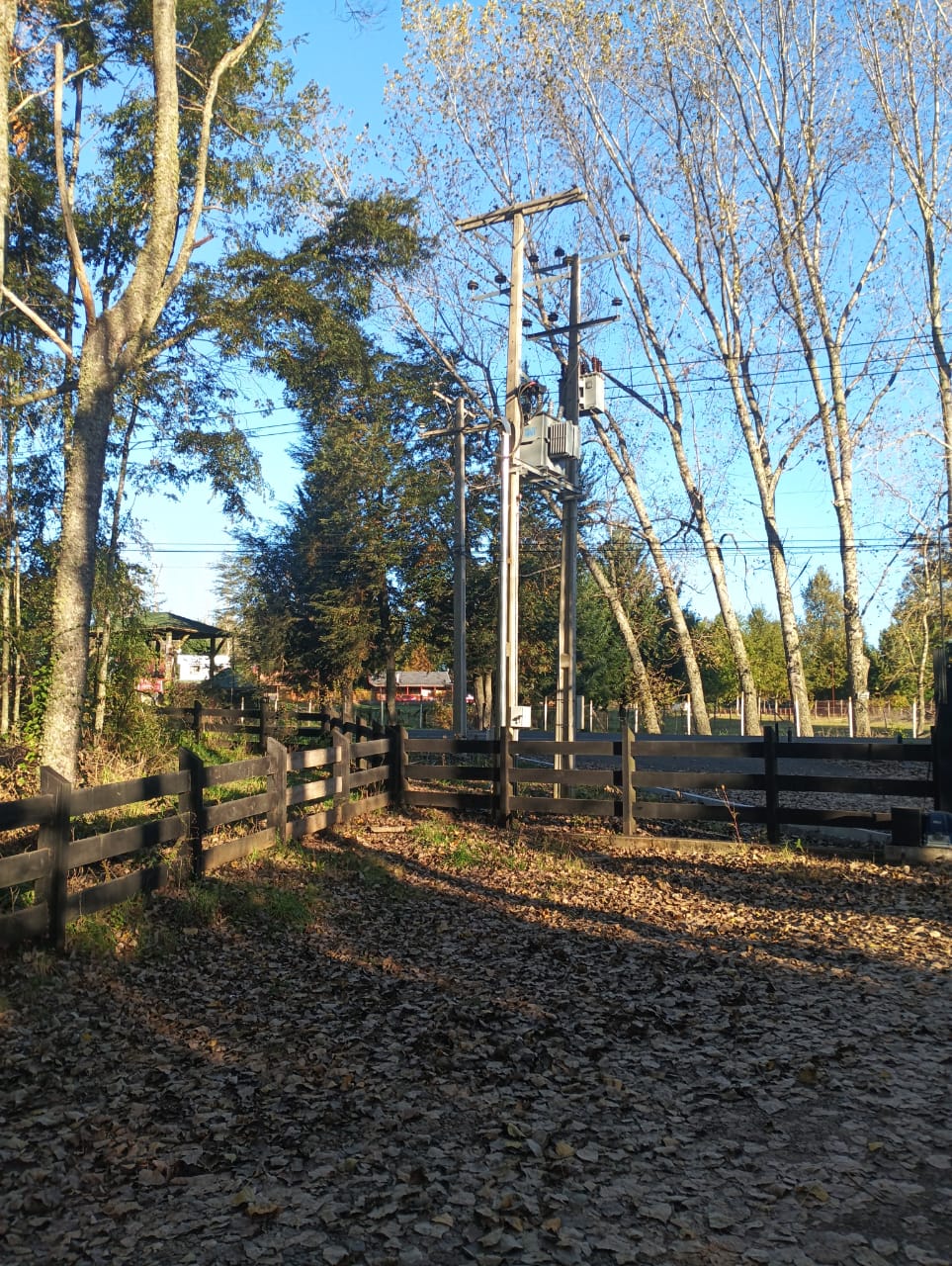 Parcela con plantación de avellana extranjera.