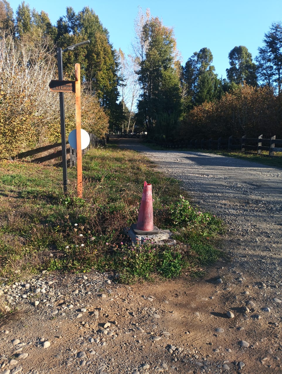 Parcela con plantación de avellana extranjera.