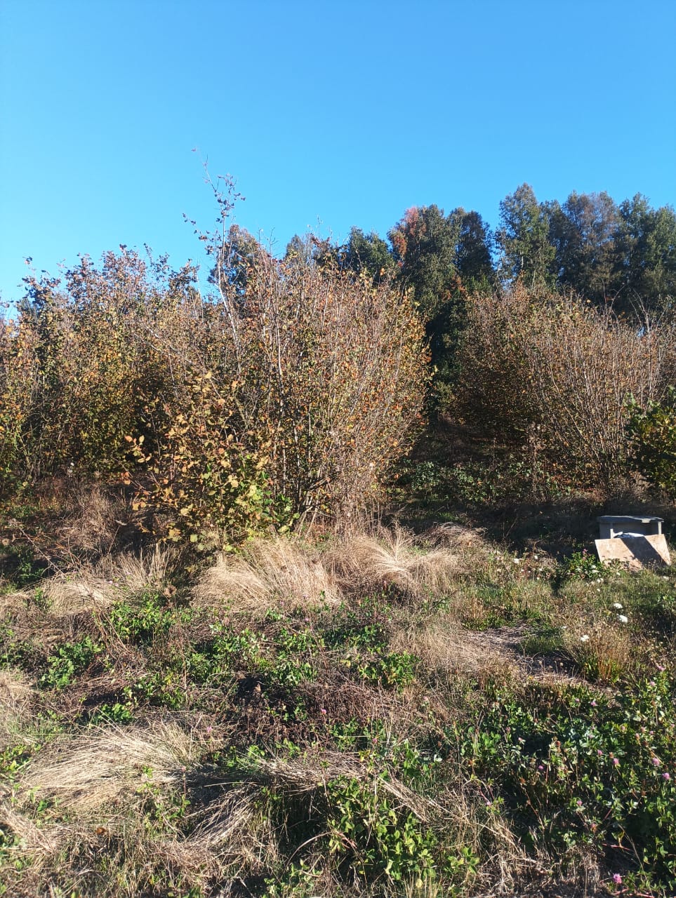 Parcela con plantación de avellana extranjera.