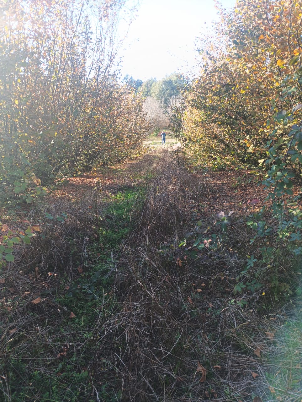 Parcela con plantación de avellana extranjera.