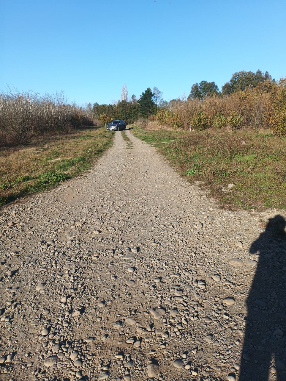 Parcela con plantación de avellana extranjera.
